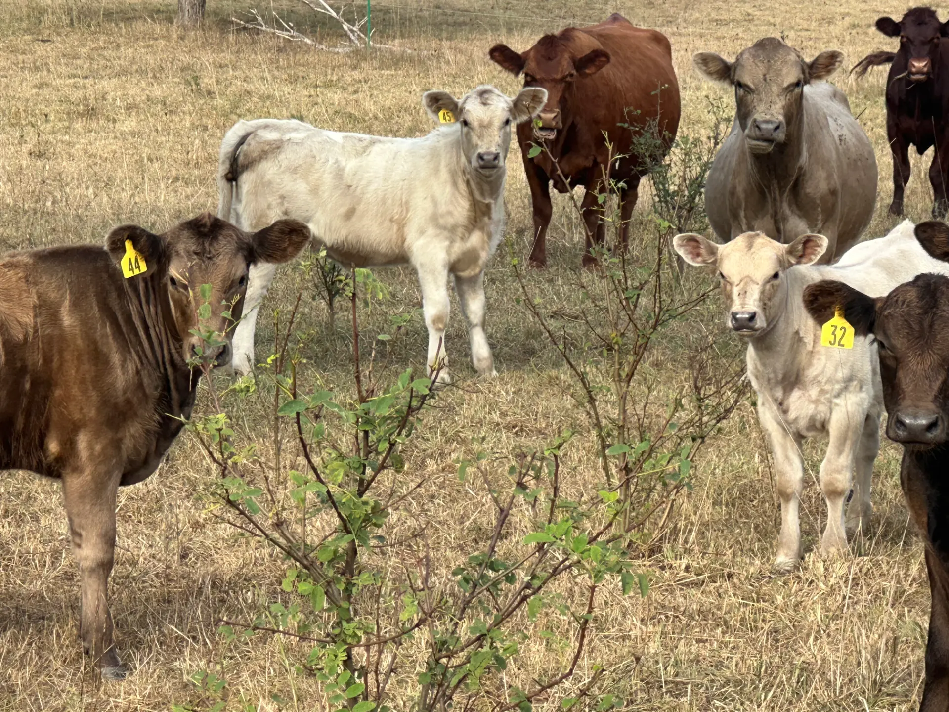 Grass-fed cattle and calves on pasture
