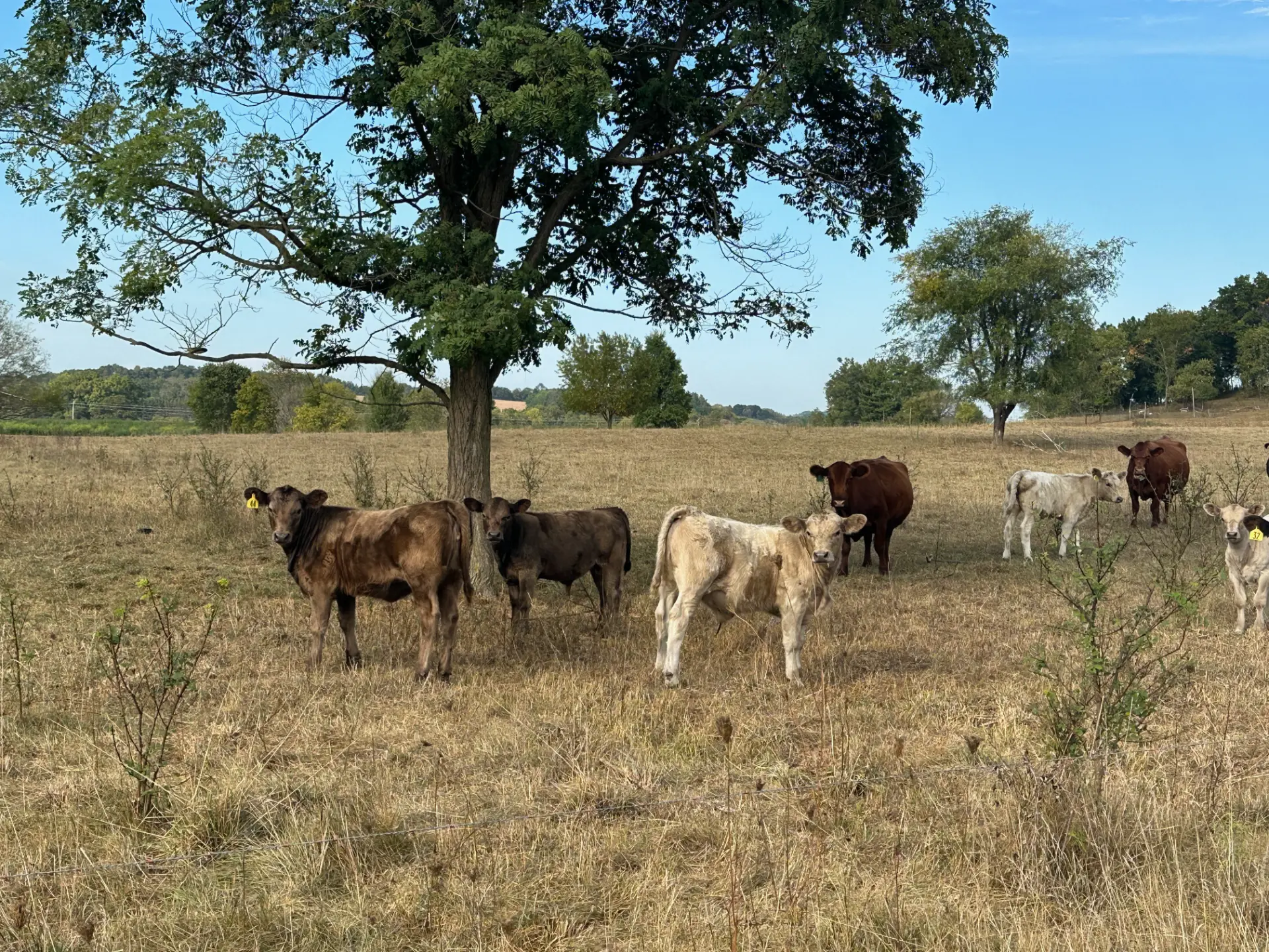 Herd grazing under a shade tree in late-summer pasture